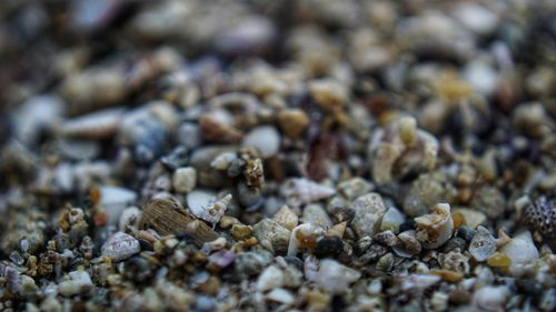 Full frame shot of coffee beans