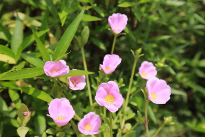 Close-up of pink flowering plants