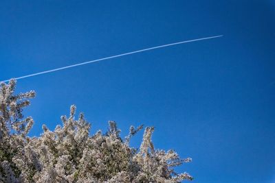 Low angle view of trees against blue sky