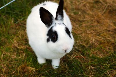 Close-up of rabbit on grassy field