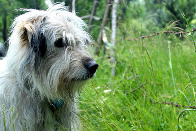 Close-up of a dog looking away