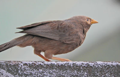 Close-up of bird