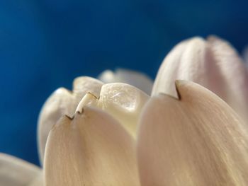 Close-up of water drop on white petals