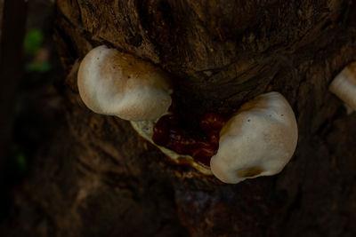 Close-up of mushrooms on tree trunk