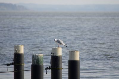 Seagull perching on wooden post in sea