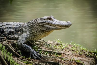 Close-up of crocodile in water