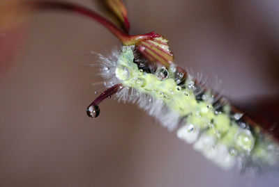 Close-up of water drops on flower