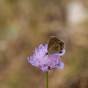 Close-up of butterfly on purple flower