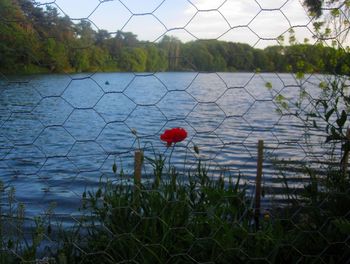 Red ball and trees by chainlink fence against sky