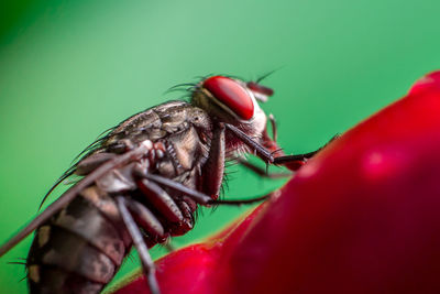 Close-up of fly on leaf