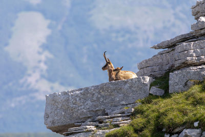 Mom and cub of wild chamois cuddle on the rocks in the sun, on top of the summit. wild animal