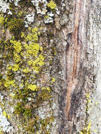 Full frame shot of tree trunk