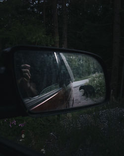 Reflection of trees on side-view mirror