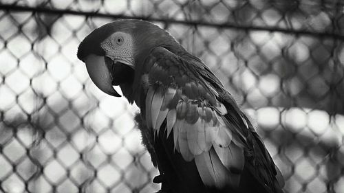 Close-up of bird perching on railing