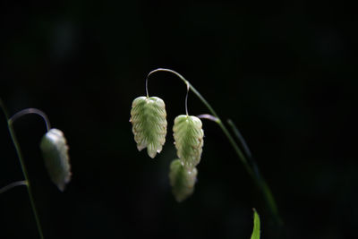 Close-up of green plant