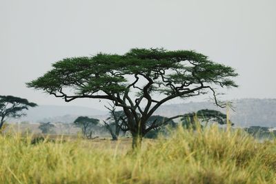 Tree on field against clear sky