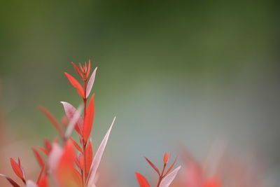 Close-up of red maple leaves on plant