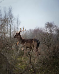 Deer in a field