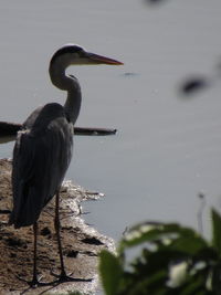 Bird perching on a lake