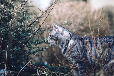 Cat by plants on field