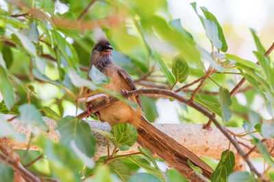 Low angle view of bird perching on tree