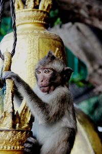 Low angle view of monkey looking away