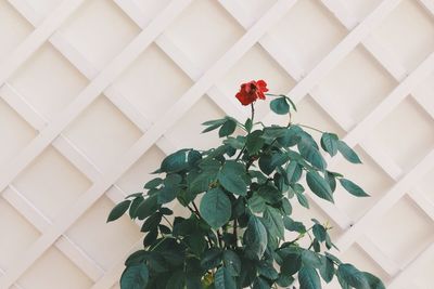 Close-up of rose plant against white wall