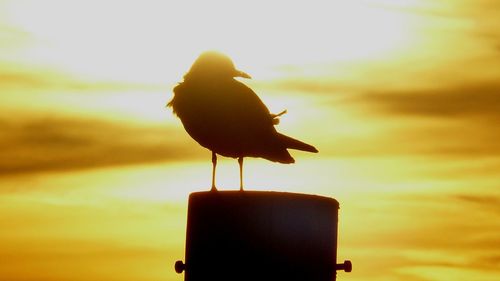 Low angle view of seagull perching on a orange sunset