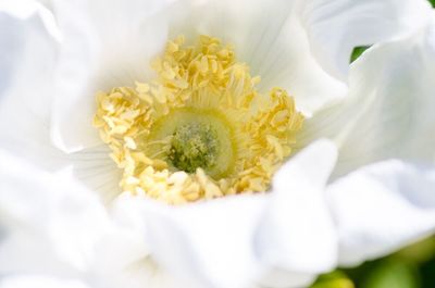 Close-up of white flower bouquet