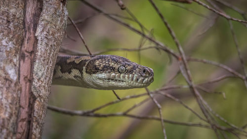 Close-up of a lizard on branch