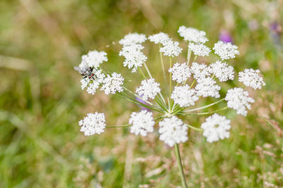 Close-up of white flowers blooming in field