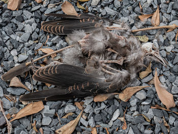 High angle view of birds on dry land