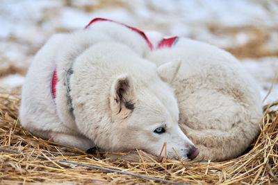 Close-up of sheep sleeping