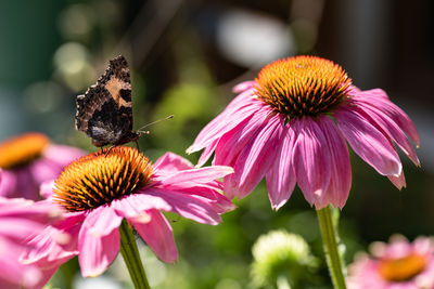 Close-up of butterfly pollinating on pink flower