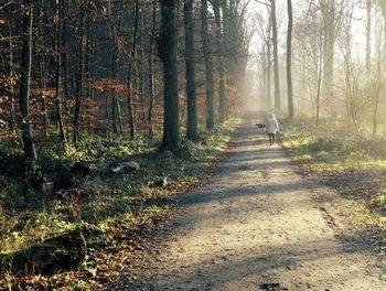 Dirt road amidst trees in forest