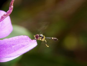 Close-up of insect on pink flower