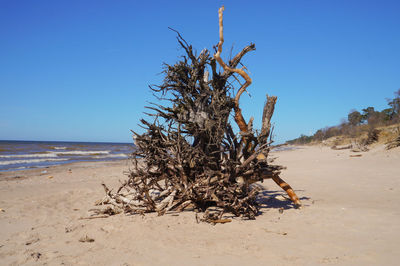 Tree on beach against clear blue sky