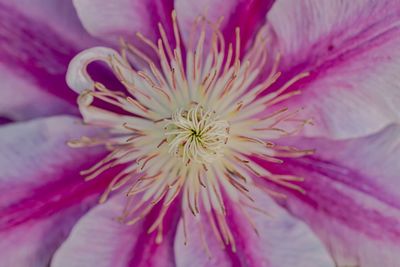 Close-up of pink flower