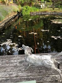 View of birds in lake