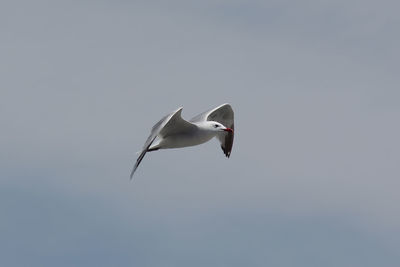 Low angle view of seagull flying in sky
