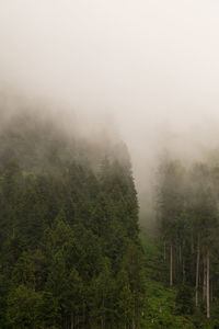 Scenic view of forest in foggy weather