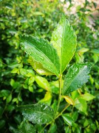 Close-up of fresh green plant