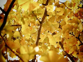 Full frame shot of yellow flowering plant