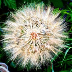 Close-up of dandelion on plant