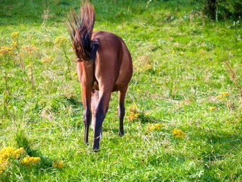 Horse on field