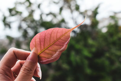 Close-up of hand holding leaf