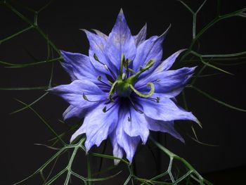 Close-up of purple flower blooming outdoors