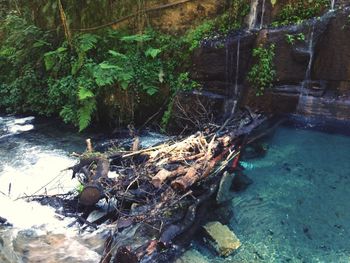 Scenic view of river in forest