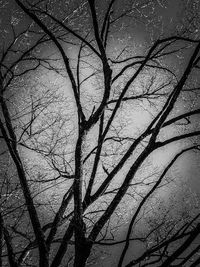 Low angle view of bare tree against sky