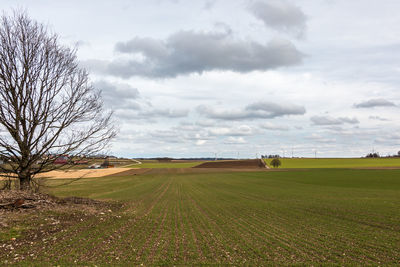 Scenic view of agricultural field against sky